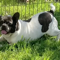 My Girl, a female French Bulldog for sale in Bowie, TX – Photo 5 of 10