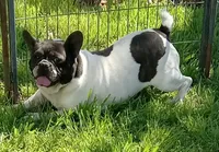 My Girl, a female French Bulldog for sale in Bowie, TX – Photo 5 of 10