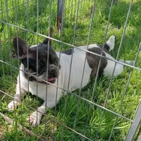 My Girl, a female French Bulldog for sale in Bowie, TX – Photo 10 of 10