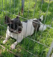 My Girl, a female French Bulldog for sale in Bowie, TX – Photo 10 of 10