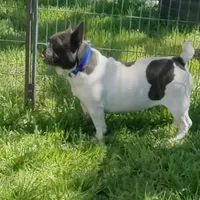 My Girl, a female French Bulldog for sale in Bowie, TX – Photo 4 of 10