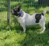 My Girl, a female French Bulldog for sale in Bowie, TX – Photo 4 of 10