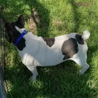 My Girl, a female French Bulldog for sale in Bowie, TX – Photo 9 of 10