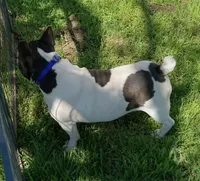 My Girl, a female French Bulldog for sale in Bowie, TX – Photo 9 of 10