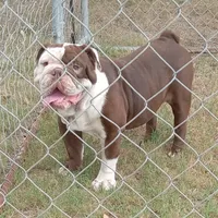 Choco, a male English Bulldog for sale in Bowie, TX – Photo 1 of 5