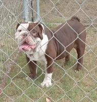 Choco, a male English Bulldog for sale in Bowie, TX – Photo 1 of 5