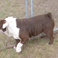 Choco, a male English Bulldog for sale in Bowie, TX – Photo 4 of 5