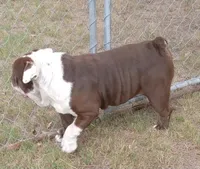 Choco, a male English Bulldog for sale in Bowie, TX – Photo 4 of 5