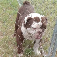 Choco, a male English Bulldog for sale in Bowie, TX – Photo 2 of 5