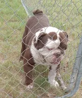 Choco, a male English Bulldog for sale in Bowie, TX – Photo 2 of 5