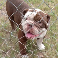 Choco, a male English Bulldog for sale in Bowie, TX – Photo 3 of 5