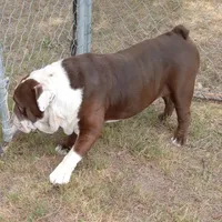 Choco, a male English Bulldog for sale in Bowie, TX – Photo 5 of 5