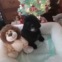 Girl one, a female Cavapoo and Poodle - Toy  for sale in Bowie, TX – Photo 2 of 4