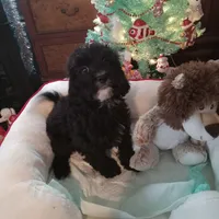 Girl one, a female Cavapoo and Poodle - Toy  for sale in Bowie, TX – Photo 4 of 4