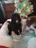 Girl one, a female Cavapoo and Poodle - Toy  for sale in Bowie, TX – Photo 4 of 4