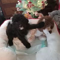 Girl one, a female Cavapoo and Poodle - Toy  for sale in Bowie, TX – Photo 3 of 4