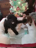 Girl one, a female Cavapoo and Poodle - Toy  for sale in Bowie, TX – Photo 3 of 4