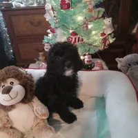 Girl one, a female Cavapoo and Poodle - Toy  for sale in Bowie, TX – Photo 1 of 4