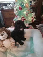 Girl one, a female Cavapoo and Poodle - Toy  for sale in Bowie, TX – Photo 1 of 4