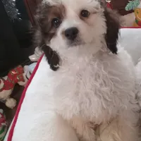 Boy one, a male Cavapoo and Poodle - Toy  for sale in Bowie, TX – Photo 1 of 2