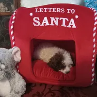 Boy one, a male Cavapoo and Poodle - Toy  for sale in Bowie, TX – Photo 2 of 2