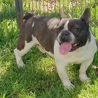 Joey, a male French Bulldog for sale in Bowie, TX – Photo 4 of 5