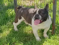 Joey, a male French Bulldog for sale in Bowie, TX – Photo 4 of 5