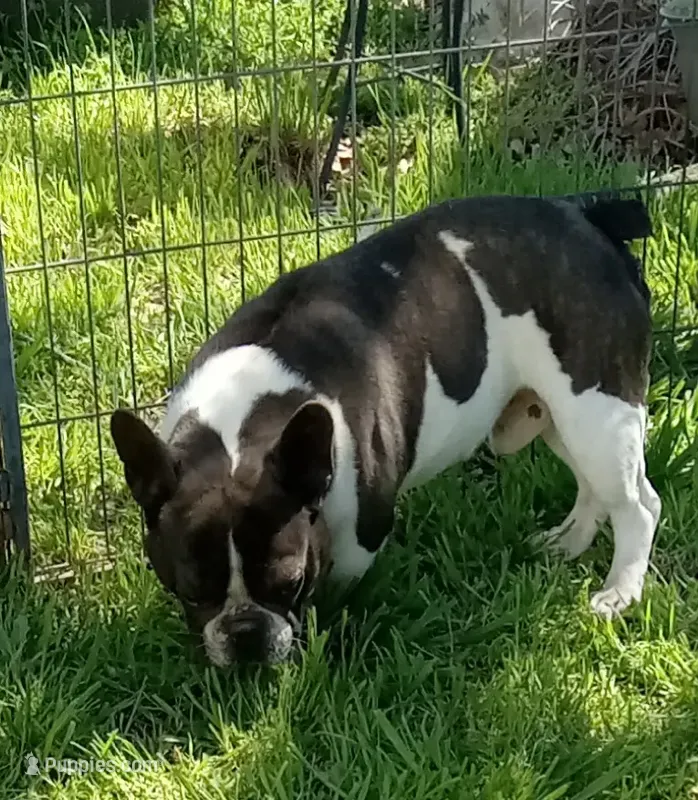 Joey – French Bulldog puppy for sale in Bowie, TX