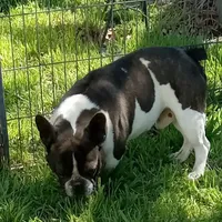 Joey, a male French Bulldog for sale in Bowie, TX – Photo 3 of 5