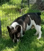 Joey, a male French Bulldog for sale in Bowie, TX – Photo 3 of 5