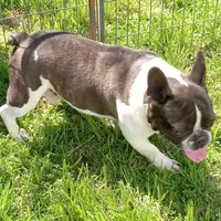 Joey, a male French Bulldog for sale in Bowie, TX – Photo 5 of 5