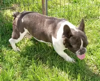 Joey, a male French Bulldog for sale in Bowie, TX – Photo 5 of 5