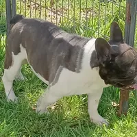 Joey, a male French Bulldog for sale in Bowie, TX – Photo 1 of 5