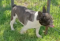 Joey, a male French Bulldog for sale in Bowie, TX – Photo 1 of 5