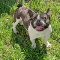 Joey, a male French Bulldog for sale in Bowie, TX – Photo 2 of 5