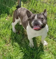 Joey, a male French Bulldog for sale in Bowie, TX – Photo 2 of 5