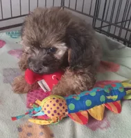 Teddy Bear, a male Yorkshire Terrier and Poodle - Toy  for sale in Bowie, TX – Photo 6 of 7