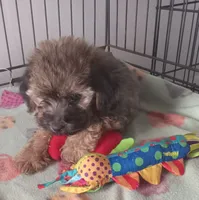 Teddy Bear, a male Yorkshire Terrier and Poodle - Toy  for sale in Bowie, TX – Photo 2 of 7