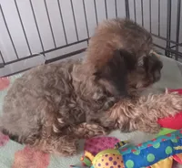 Teddy Bear, a male Yorkshire Terrier and Poodle - Toy  for sale in Bowie, TX – Photo 3 of 7