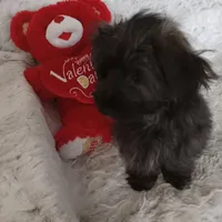 Lil Man, a male Yorkipoo and Coton de Tulear for sale in Bowie, TX – Photo 1 of 6