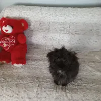 Lil Man, a male Yorkipoo and Coton de Tulear for sale in Bowie, TX – Photo 2 of 6