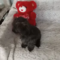 Lil Man, a male Yorkipoo and Coton de Tulear for sale in Bowie, TX – Photo 5 of 6