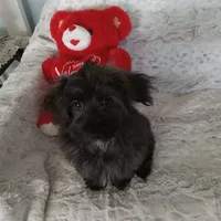 Lil Man, a male Yorkipoo and Coton de Tulear for sale in Bowie, TX – Photo 4 of 6