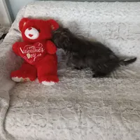 Lil Man, a male Yorkipoo and Coton de Tulear for sale in Bowie, TX – Photo 3 of 6