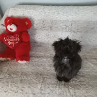 Lil Man, a male Yorkipoo and Coton de Tulear for sale in Bowie, TX – Photo 6 of 6