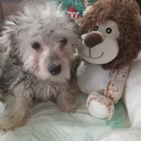 Girl two, a female Yorkshire Terrier and Poodle - Toy  for sale in Bowie, TX – Photo 1 of 2