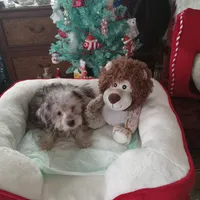 Girl two, a female Yorkshire Terrier and Poodle - Toy  for sale in Bowie, TX – Photo 2 of 2