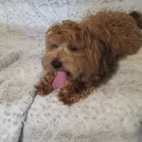 Sammy, a male Yorkipoo and Coton de Tulear for sale in Bowie, TX – Photo 6 of 6