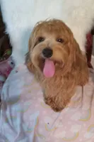 processed/80feec21-d0e5-4578-ad1d-d8c21bcf12c9/listing/e9070f0c-dd57-4b99-8e4f-0ae3fcd06bfa/9e7c6343-d540-48ba-8c9a-ac0d904bf1c7