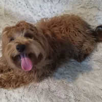 Sammy, a male Yorkipoo and Coton de Tulear for sale in Bowie, TX – Photo 5 of 6